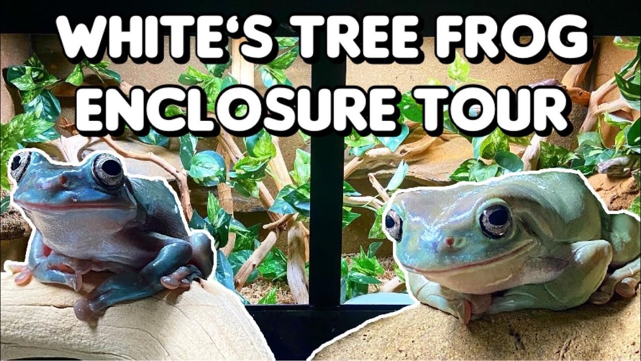 Watch video Most Chaotic Enclosure Tour Ever ft. My White's Tree Frogs Now Most Chaotic Enclosure Tour Ever ft. My White's Tree Frogs