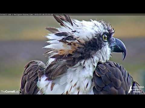 Hellgate Osprey Cam Gets Morning Visit From Iris – July 24, 2019