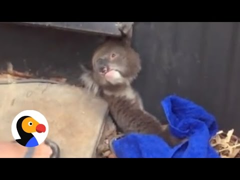 Koala Trapped In Fence Saved by Kind Strangers | The Dodo