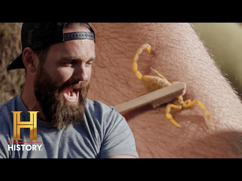 POISONOUS SCORPION STING IS "WORSE THAN DEATH" | Kings of Pain (Season 2) | History