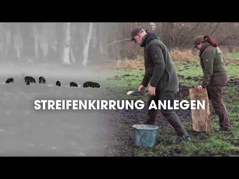 Streifenkirrung anlegen | #teamwinz auf Rügen
