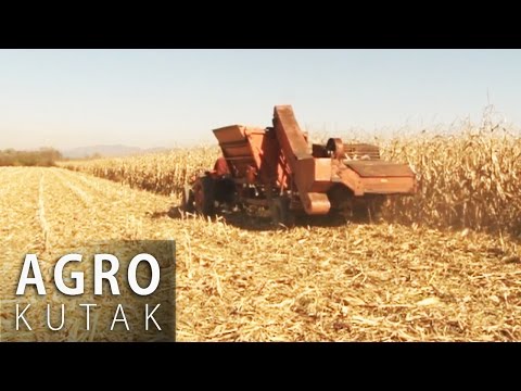 Agro kutak 7 - Berba kukuruza