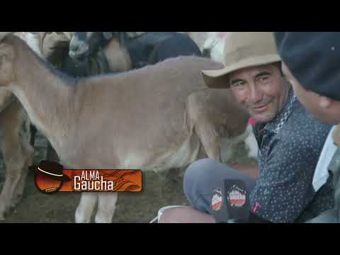 🎬 Alma Gaucha – Crianceros de chivos del Norte Neuquino