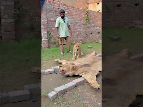 Dad🥺💔scar missing his daddy simba🥺 #broken #lion #animallife #animals #ytshorts #wildlife #lion