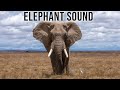 Elephant Trumpet Sound Trumpet Wild Animal Sounds