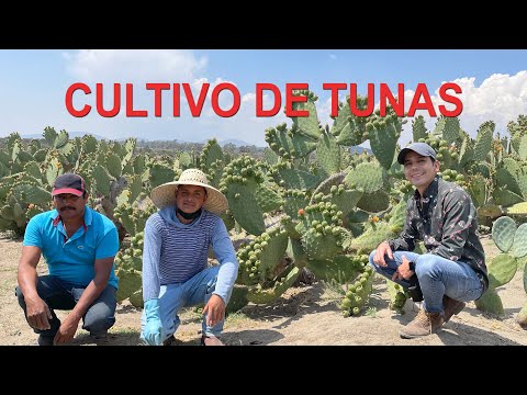 Prickly Pear Orchard | The harvest is coming with the prickly pear cactus producers | Learn about...
