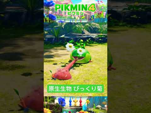 原生生物 びっくり菊【ピクミン4】#pikmin4