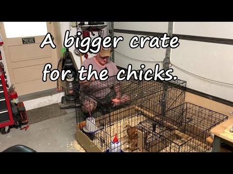 Making a chicken pen from a dog crate.