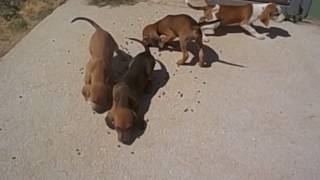 Video T Puppies 4