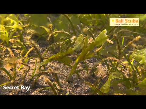 Secret Bay dive site: the highlights by Bali Scuba