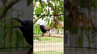 Download lagu suara sogon memanggil lawan #pancingansogokotong #sogongacorngobra mp3