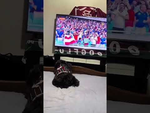 🐩 MASCOTE FÃ DO FLUMINENSE FICA TRISTE COM GOL DO BAHIA