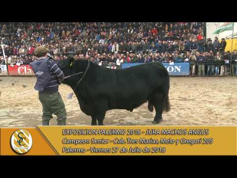 27-07-18 Campeonato Senior - Jura Macho Angus - Palermo