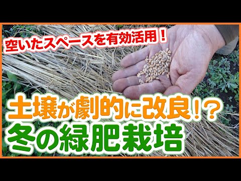 秋に蒔く緑肥は何ですか？当店TOP3をお届けします！  庭園