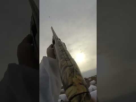 Solo Snow Goose Down