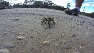 wolf spider...err Tarantula