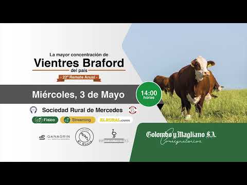 Colombo y Magliano S.A.  - Remate de Vientres Braford - Miércoles 3 de Mayo en Mercedes, Corrientes