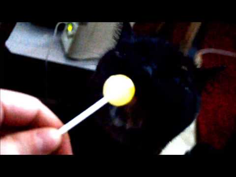 Lollipop cat