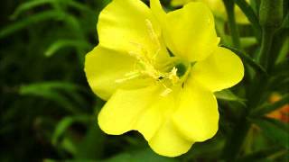 Primrose (instrumental demo)