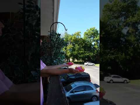 First time hand feeding hummingbirds 8/2018
