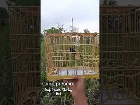 curió preseiro de canaã dos Carajás 🐦🐦‍⬛