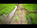 Rice Farming In Sri Lanka 3 And Half Weeks Old Rice Plants