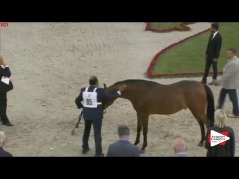 N.95 RAWAF - Sharjah 2016 - 2 Years old Colts (Class 5)