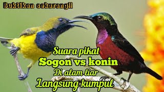 Download lagu SUARA PIKAT KOMBINASI SOGON VS KONIN JERNIH DI ALAM LIAR AUTO KUMPUL mp3