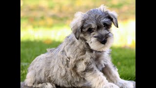 Video preview image #1 Schnauzer (Miniature) Puppy For Sale in RONKS, PA, USA
