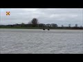 Drie taurossen keren vanaf een eilandje in de Maas terug naar een veilige omgeving (video: sticht...