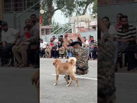 Soldier👮‍♂️ Gira To Dog 🐶Ne Turant Pahunchkar Ki Madad 🫶🇮🇳 #dog #bsf #soilders #help #shorts