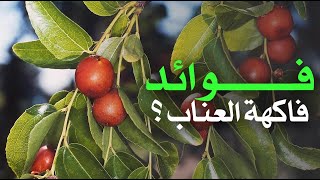 ما هي فوائد فاكهة العناب ؟