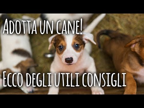 10 cose da sapere prima di adottare un cane al canile