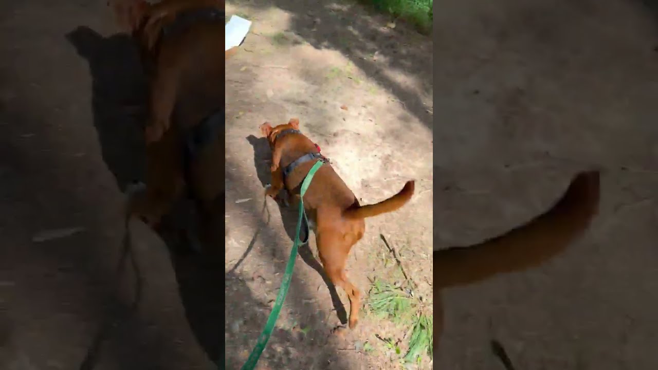 Enlarge Moose, a Adoptable Cattle Dog in Richmond, VA video 6/6