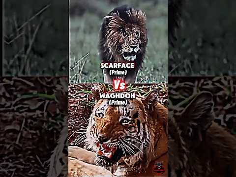 Scarface 🦁 Vs Waghdoh 🐯" A battle would be legendary" #scarface #tiger #animals #comparison#shorts