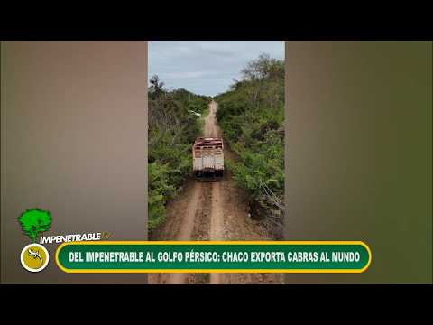 DEL IMPENETRABLE AL MUNDO:CABRAS CHAQUEÑAS VIAJARÁN MÁS DE 14.000 KILÓMETROS HASTA EL GOLFO PÉRSICO