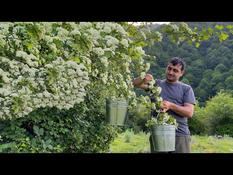 A PARADISE RECIPE WITH BLUEBERRY FLOWERS FROM THE VILLAGE FOREST! RELAXING COUNTRY FAMILY LIFE
