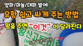 양파마늘대파 밭에 유황쉽고싸게 주는법 황을 주면 "이것"이 달라진다 첫 추비에 유황이 들어간비료를 주시면 좋…