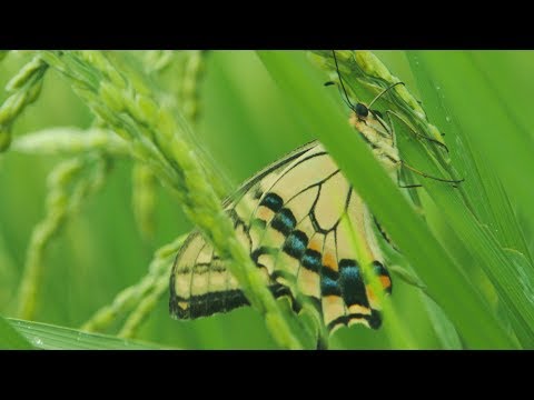 映画『一陽来復 Life Goes On』オープニング映像（本編冒頭２分半）特別公開！2018年陽春劇場公開作品