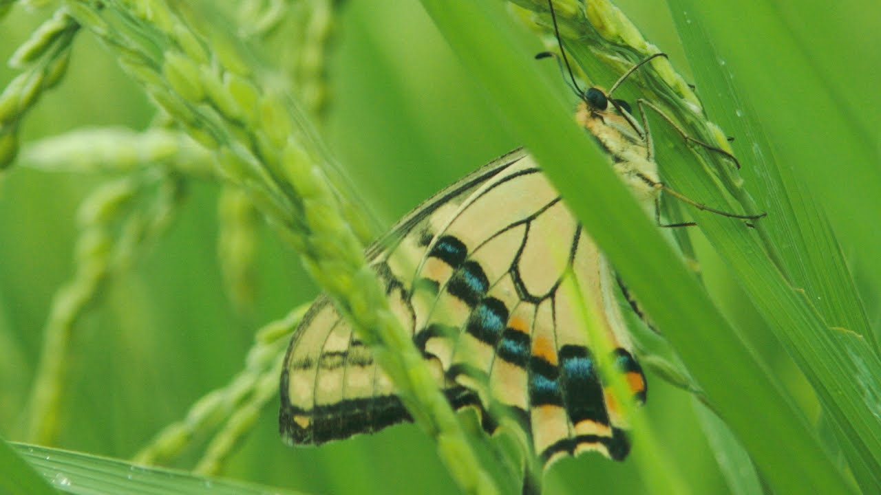 映画『一陽来復 Life Goes On』オープニング映像（本編冒頭２分半）特別公開！2018年陽春劇場公開作品