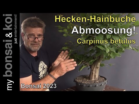 Bonsai 2023-51 - Hainbuche - Carpinus betulus - Die Abmoosung der dicken Heckenhainbuche!