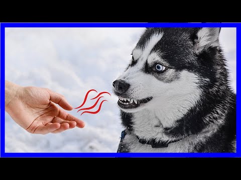 Wie Hunde erkennen, ob jemand böse ist – Wissenschaftlich erklärt!