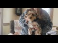 Yorkshire Terrier dogs for sale: Mittens - Video 1
