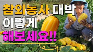 참외농사 수확현장 이렇게 농사지었더니 대박났어요 참외재배 텃밭농사