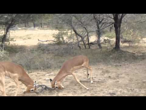 Impala battle in Kruger National Park