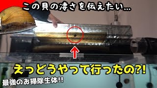【オススメ生体】強靭な足腰な貝お掃除生体にぜひいかがでしょうか？
