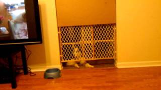 Husky pup trying to get out of trouble