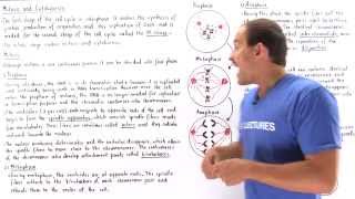 Mitosis and Cytokinesis