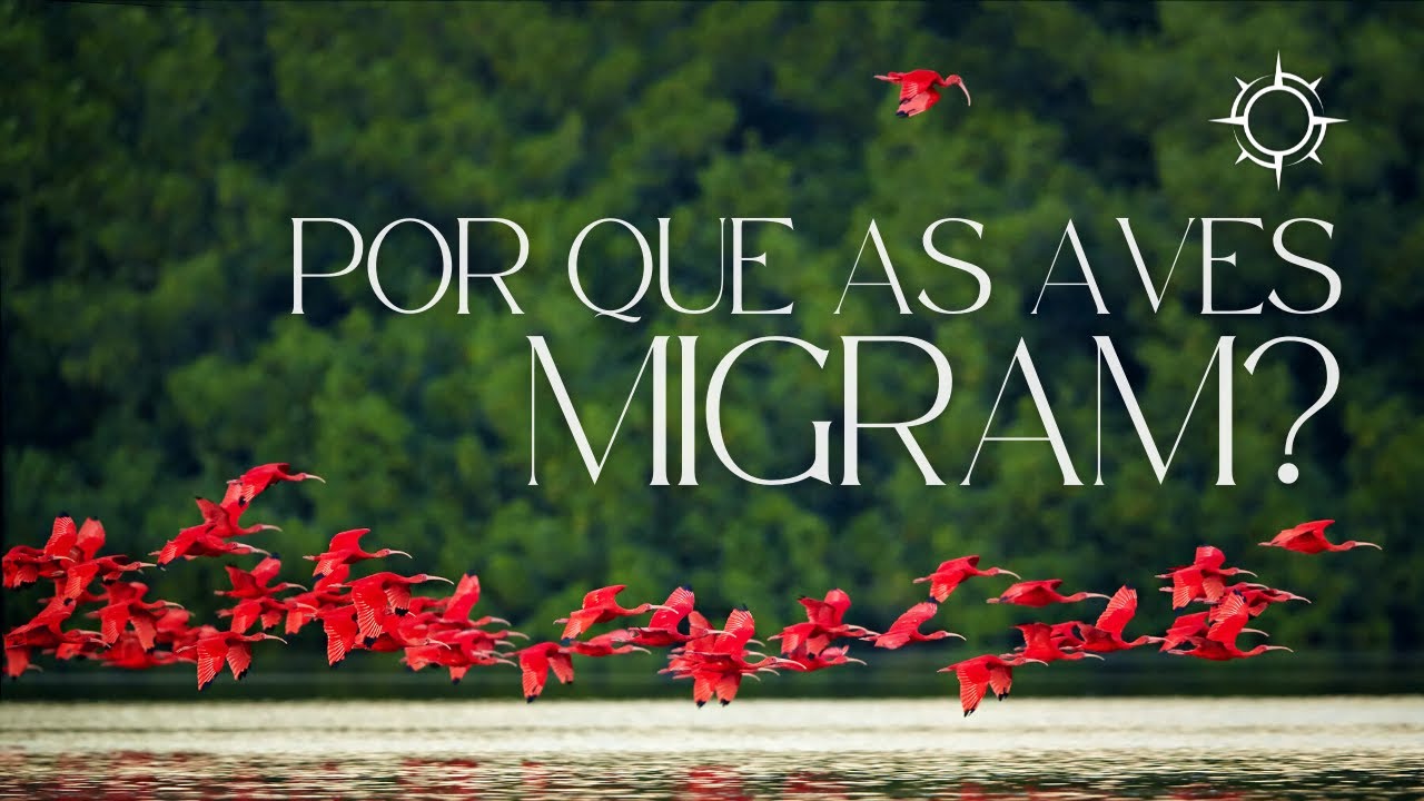 Como Elas Sabem Quando É Hora de Voar? | Mundo Animal | Origens