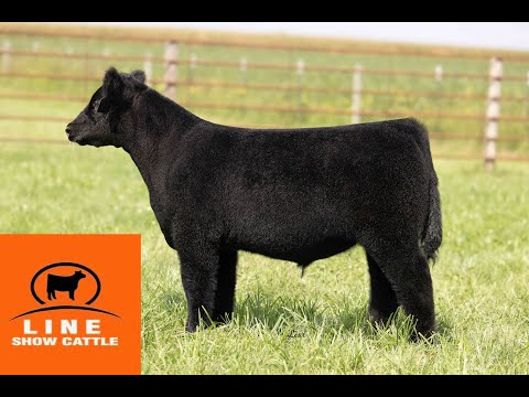 Tag 105 - Line Show Cattle